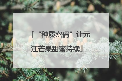 “种质密码”让元江芒果甜蜜持续