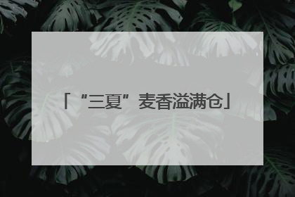 “三夏”麦香溢满仓