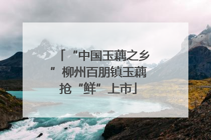 “中国玉藕之乡”柳州百朋镇玉藕抢“鲜”上市