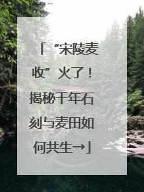“宋陵麦收”火了！揭秘千年石刻与麦田如何共生→