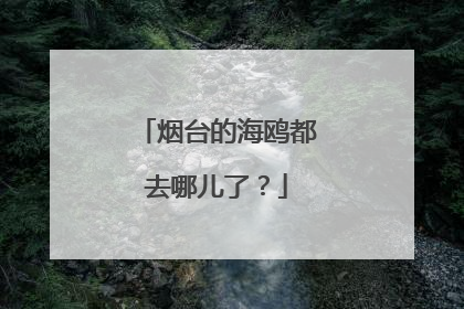 烟台的海鸥都去哪儿了？