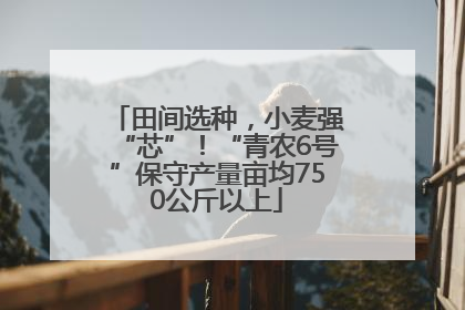 田间选种，小麦强“芯”！“青农6号”保守产量亩均750公斤以上