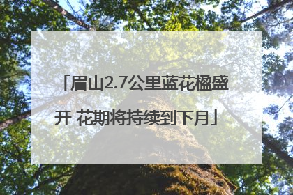 眉山2.7公里蓝花楹盛开 花期将持续到下月