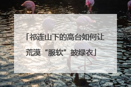 祁连山下的高台如何让荒漠“服软”披绿衣