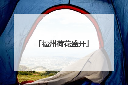 福州荷花盛开