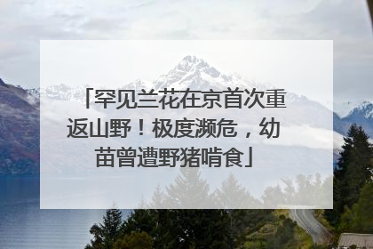 罕见兰花在京首次重返山野！极度濒危，幼苗曾遭野猪啃食