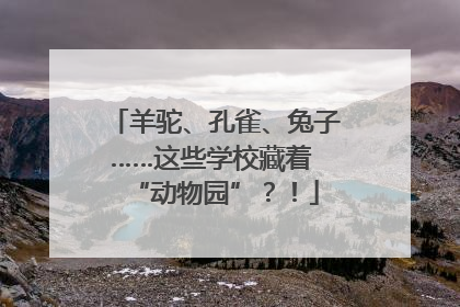 羊驼、孔雀、兔子……这些学校藏着 “动物园”？！