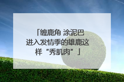 缠鹿角 涂泥巴 进入发情季的雄鹿这样“秀肌肉”