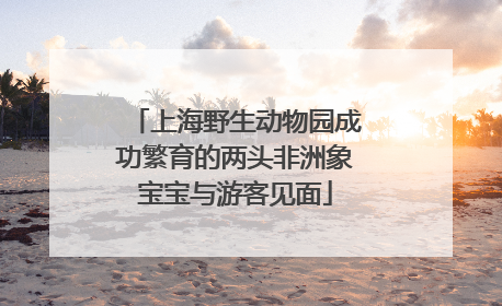 上海野生动物园成功繁育的两头非洲象宝宝与游客见面