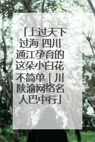 上过天下过海 四川通江孕育的这朵小白花不简单｜川陕渝网络名人巴中行