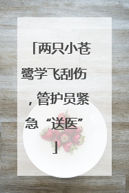 两只小苍鹭学飞刮伤，管护员紧急“送医”