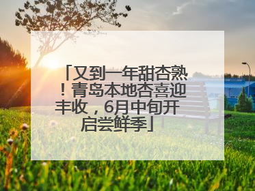 又到一年甜杏熟！青岛本地杏喜迎丰收，6月中旬开启尝鲜季
