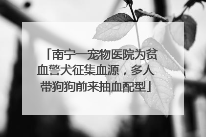南宁一宠物医院为贫血警犬征集血源，多人带狗狗前来抽血配型