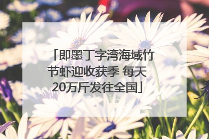 即墨丁字湾海域竹节虾迎收获季 每天20万斤发往全国
