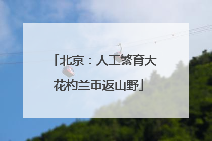 北京：人工繁育大花杓兰重返山野