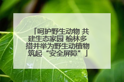 呵护野生动物 共建生态家园 榆林多措并举为野生动植物筑起“安全屏障”