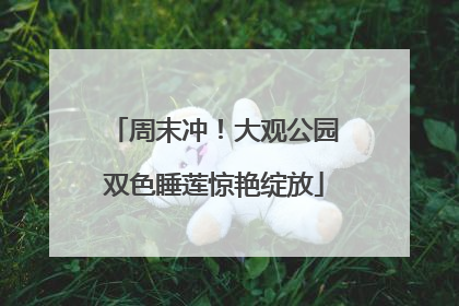 周末冲！大观公园双色睡莲惊艳绽放