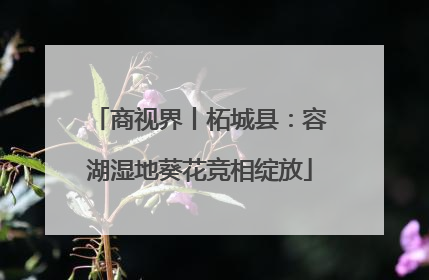 商视界丨柘城县：容湖湿地葵花竞相绽放