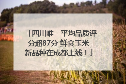 四川唯一平均品质评分超87分 鲜食玉米新品种在成都上线！