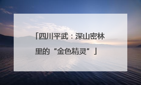 四川平武：深山密林里的“金色精灵”