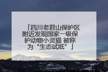 四川老君山保护区附近发现国家一级保护动物小灵猫 被称为“生态试纸”