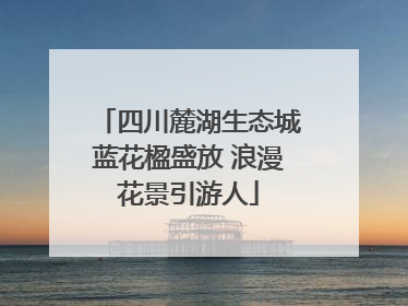 四川麓湖生态城蓝花楹盛放 浪漫花景引游人