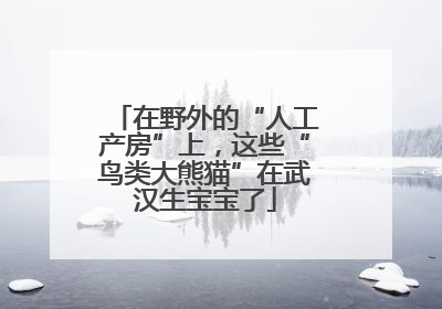 在野外的“人工产房”上，这些“鸟类大熊猫”在武汉生宝宝了