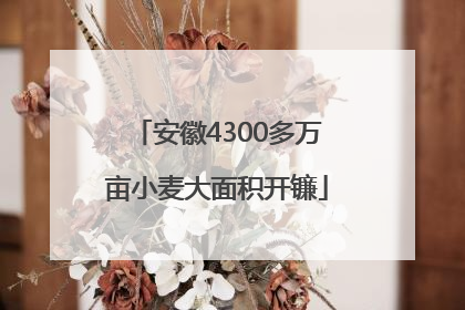 安徽4300多万亩小麦大面积开镰