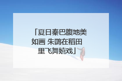 夏日秦巴腹地美如画 朱鹮在稻田里飞舞嬉戏