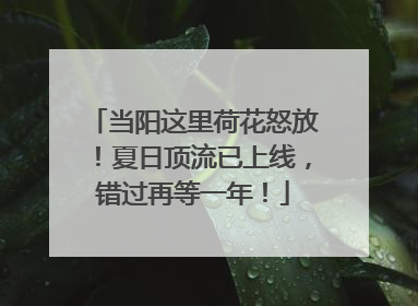 当阳这里荷花怒放！夏日顶流已上线，错过再等一年！