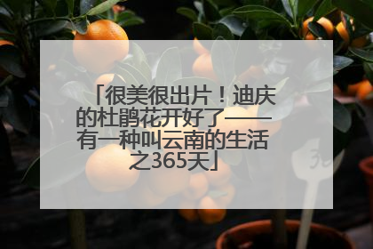 很美很出片！迪庆的杜鹃花开好了——有一种叫云南的生活之365天