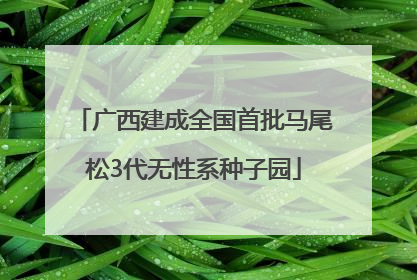 广西建成全国首批马尾松3代无性系种子园