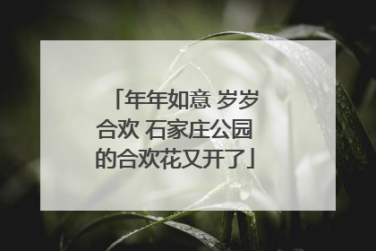 年年如意 岁岁合欢 石家庄公园的合欢花又开了