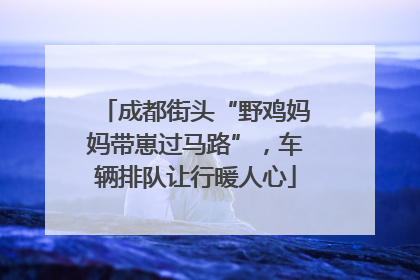 成都街头“野鸡妈妈带崽过马路”，车辆排队让行暖人心
