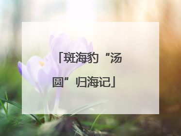 斑海豹“汤圆”归海记