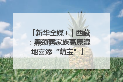 新华全媒+｜西藏：黑颈鹤家族高原湿地喜添“萌宝”