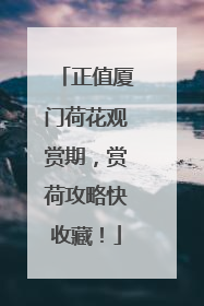 正值厦门荷花观赏期，赏荷攻略快收藏！