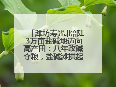 潍坊寿光北部13万亩盐碱地迈向高产田：八年改碱夺粮，盐碱滩拱起“金粮仓”