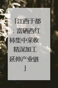 江西于都：富硒西红柿集中采收 精深加工延伸产业链