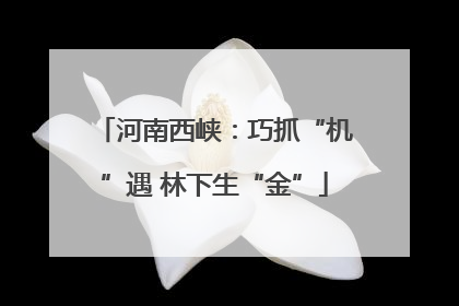 河南西峡：巧抓“机”遇 林下生“金”