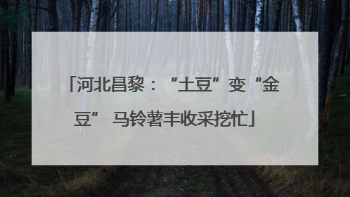 河北昌黎：“土豆”变“金豆” 马铃薯丰收采挖忙