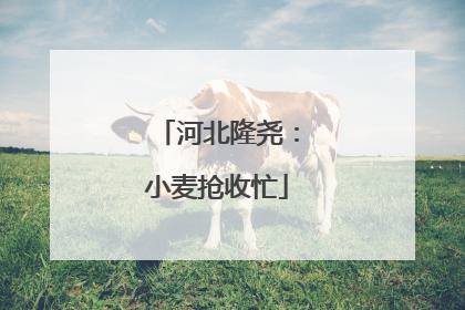 河北隆尧：小麦抢收忙