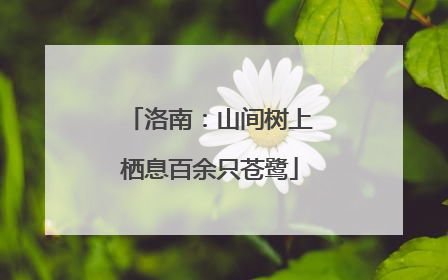 洛南：山间树上栖息百余只苍鹭