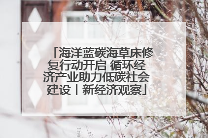 海洋蓝碳海草床修复行动开启 循环经济产业助力低碳社会建设丨新经济观察