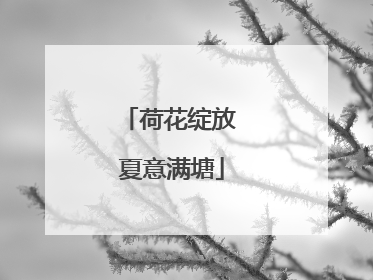 荷花绽放 夏意满塘