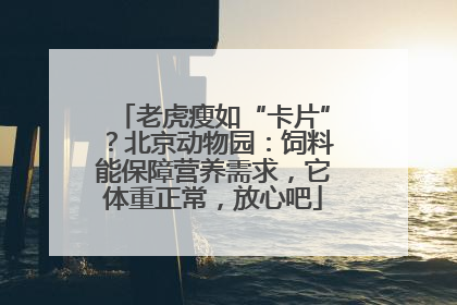 老虎瘦如“卡片”？北京动物园：饲料能保障营养需求，它体重正常，放心吧