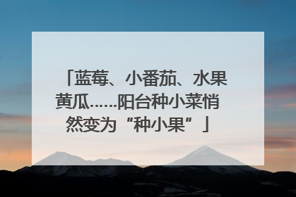 蓝莓、小番茄、水果黄瓜……阳台种小菜悄然变为“种小果”