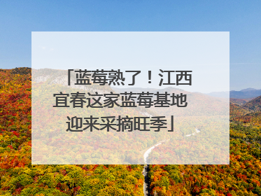 蓝莓熟了！江西宜春这家蓝莓基地迎来采摘旺季