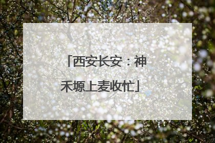 西安长安：神禾塬上麦收忙