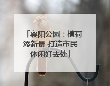 襄阳公园：植荷添新景 打造市民休闲好去处